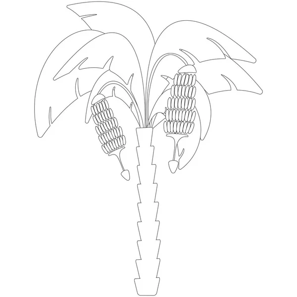 2つのバナナの束を持つ黒と白のバナナの木 ベクトル — ストックベクタ