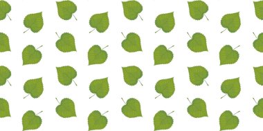 Beyaz bir arka plan üzerinde ıhlamur yeşil yaprakları dikişsiz desen. Vektör.