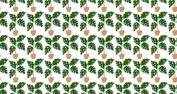 Patrón sin costuras. Plantas tropicales monstera que crecen en macetas en el estilo escandinavo sobre un fondo blanco. Vector . — Vector de stock