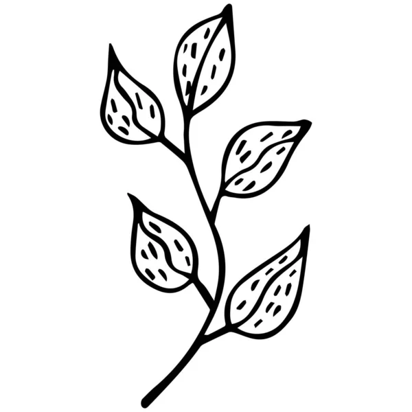 Ręcznie rysowana czarno-biała gałązka drzewa herbacianego. Odizolowane bazgroły do kolorowania. Wektor. — Wektor stockowy