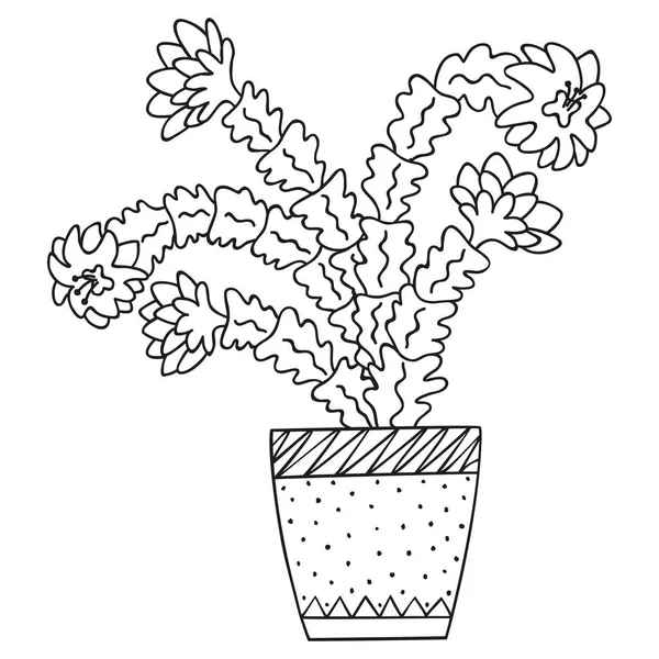 흑백으로 Schlumberger 냄비에 말이죠 고립된 브라질리아 선인장 식물학적 Doodle Vector — 스톡 벡터