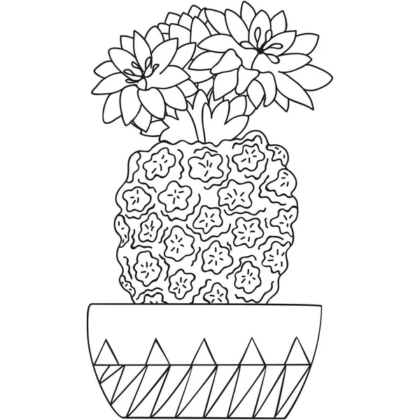 Czarno Biały Kwitnący Turbinicarpus Kwitnącymi Kwiatami Garnku Kaktus Odizolowany Botaniczne Ilustracja Stockowa