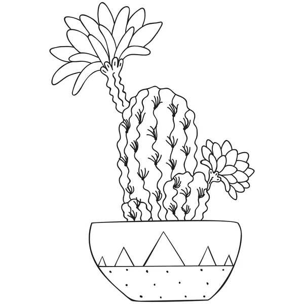 Dikenli ve çiçekli siyah ve beyaz çiçekli çiçek veren Echinopsis. Ev tropik bir şekilde desenli bir tencerede ayrılıyor. İskandinav tarzı. Logo, boyama kitabı ve baskı şablonu. Vektör.