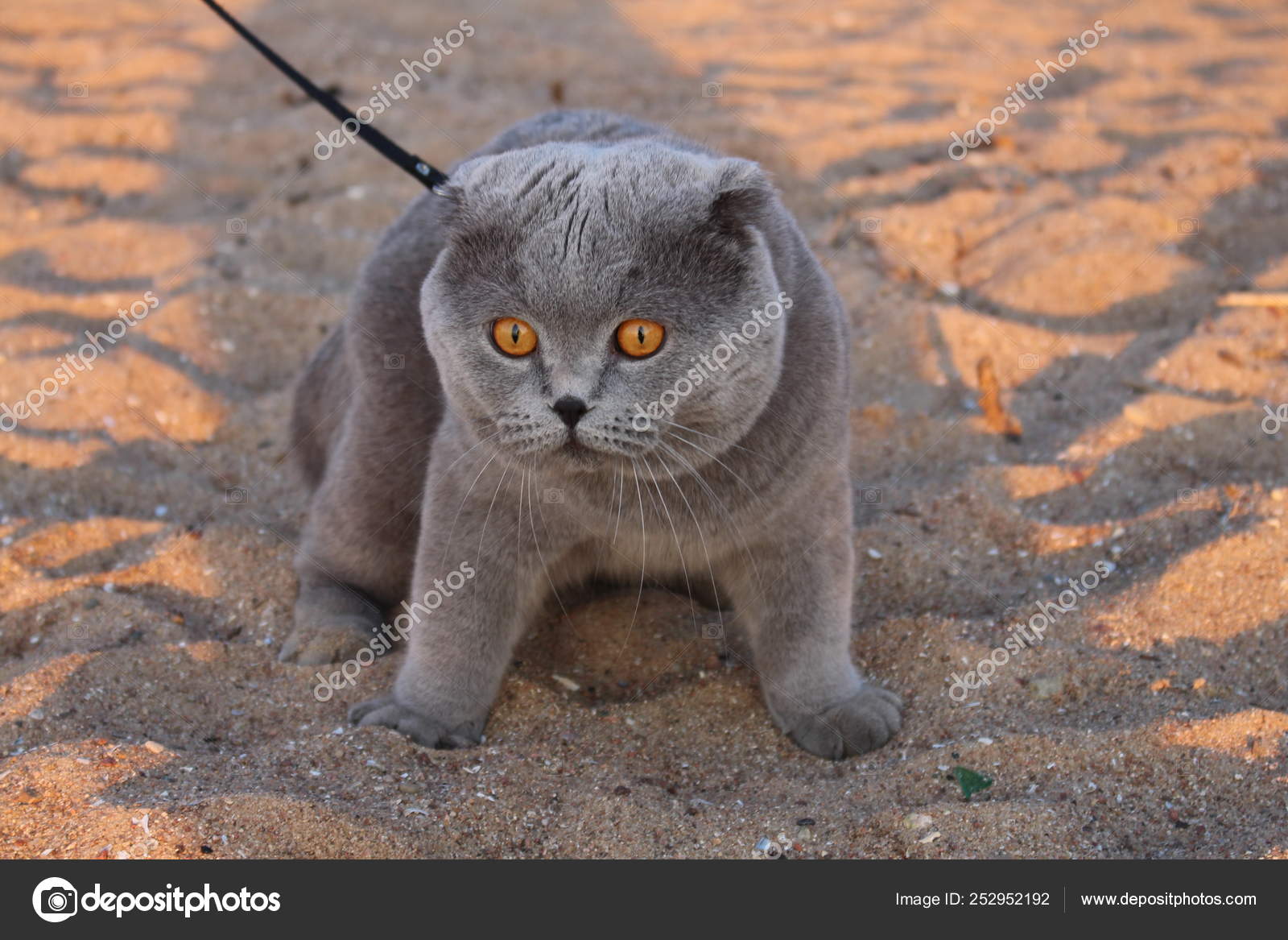 gray cat collar