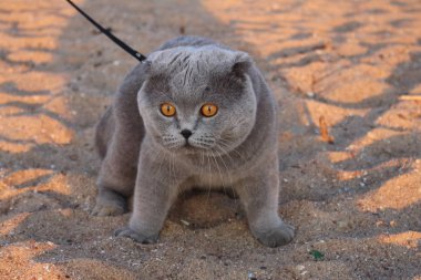 Büyük a purebred Gri kedi tasması plaj boyunca yürür ve tatilcilerin büyük sarı gözleri ile görünüyor. Isı ve saatler yakışıklı gölgesinde sakladılar. Bir kedi ile seyahat.