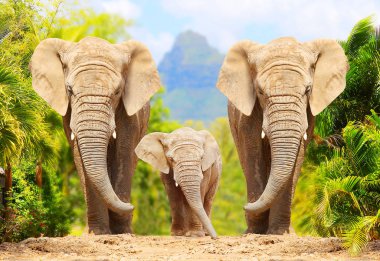 Afrika Bush filler - yaban hayatı yolda yürürken Loxodonta africana aile saklıdır. Afrika'dan tebrik.
