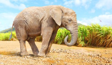 Afrika Bush fil - yaban hayatı yolda yürürken Loxodonta africana saklıdır. Afrika'dan tebrik.