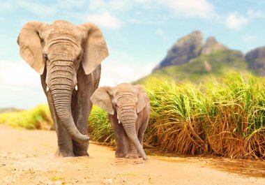 Afrika Bush filler - yaban hayatı yolda yürürken Loxodonta africana aile saklıdır. Afrika'dan tebrik.
