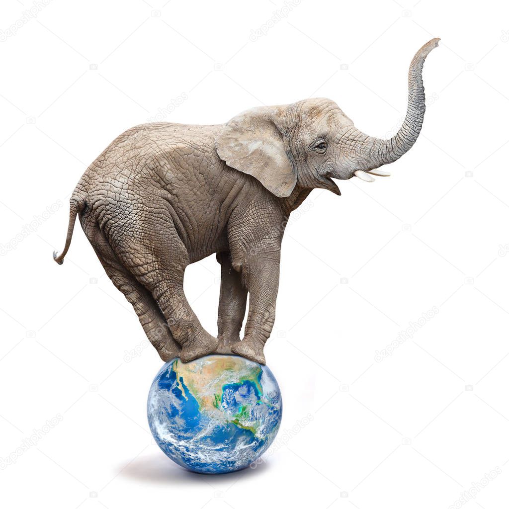 African elephant - Loxodonta africana balancing on a blue planet or globe. Ecology metaphor.