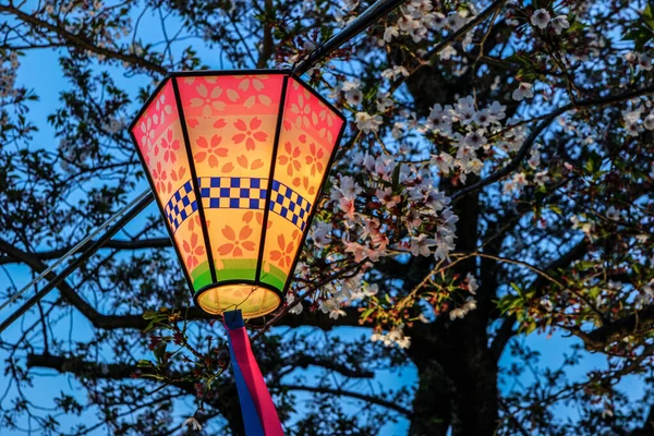Lanterna Japonesa Entardecer Cercada Por Cerejeiras Sakura — Fotografia de Stock