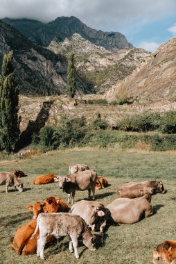 Benasque yakınlarındaki bir çayırda otlayan inekler, bu sıradağların en yüksek tepeleriyle çevrili, Benasque Vadisi 'nin ana kasabası, Aragn, İspanya' nın Pireneler 'in merkezinde yer alıyor.