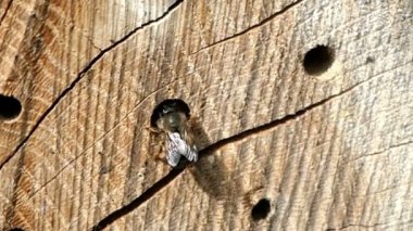 vahşi yalnız arılar dişi arılar için seyir böcek otel önünde uçan. Osmia Bicornis ve Osmia caerulescens