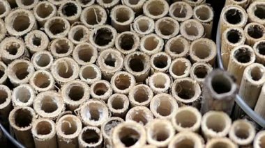 vahşi yalnız arılar dişi arılar için seyir böcek otel önünde uçan. Osmia Bicornis ve Osmia caerulescens