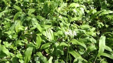 İlkbaharda çiçek açan ve büyüyen yabani sarımsak ramson ormanı. Brandenburg, Almanya