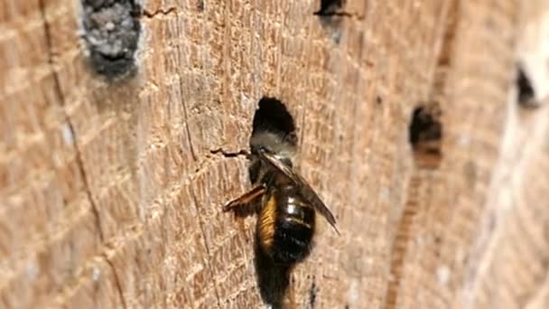 Дикая Пчела Перед Отелем Насекомых Защита Насекомых — стоковое видео