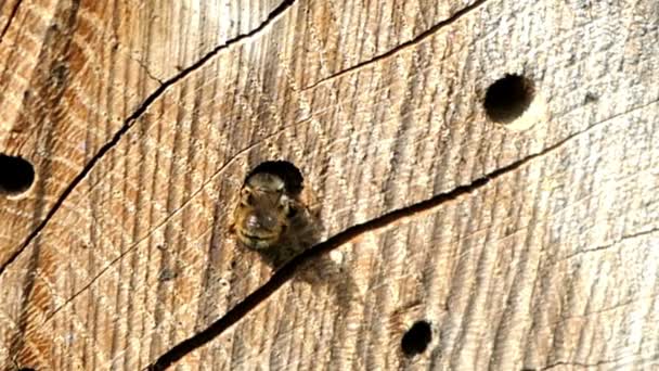 Abelhas Solitárias Selvagens Voando Frente Hotel Insetos Procura Abelhas Osmia — Vídeo de Stock