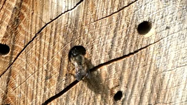 昆虫のホテルを探している女性の蜂の前に飛んで野生の孤独な蜂 ツツハナバチ Bicornis とツツハナバチ群 — ストック動画
