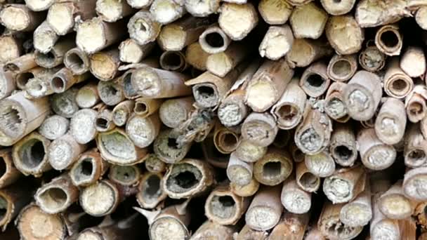 Wild Solitary Bees Flying Front Insect Hotel Looking Female Bees — Stock Video