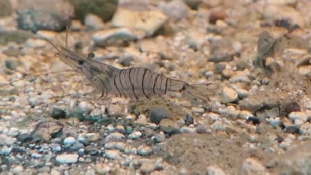 Crevettes Caridiennes Dans Mer Adria Île Corfou Grèce — Video