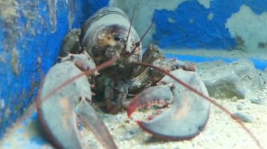 Akvaryum (Corfu Island Avrupa ıstakoz (Homarus gammarus))