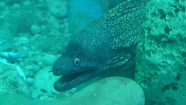 Mediterranean Moray Muraena Helena Rocks Corfu Island Greece — Stock Video