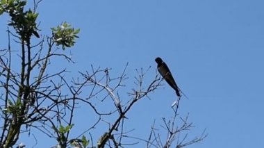 Arnavutluk'ta bir dal üzerinde dinlenme kırlangıcı (Hirundo rustica).