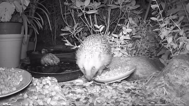 Hérisson Européen Nourrissant Les Chats Dans Jardin Pendant Nuit — Video