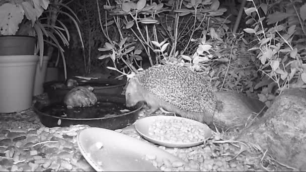 Erizo Europeo Alimentando Comida Para Gatos Jardín Durante Noche — Vídeo de stock