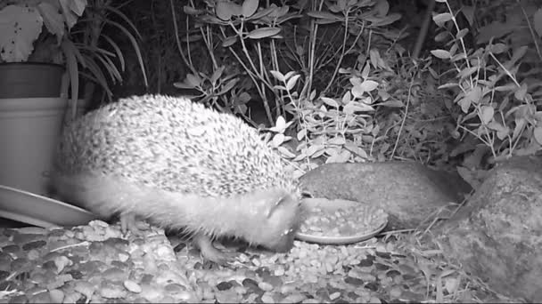 European Hedgehog Feeding Cat Food Garden Night Time — Stock Video