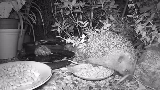 European Hedgehog Feeding Cat Food Garden Night Time — Stock Video