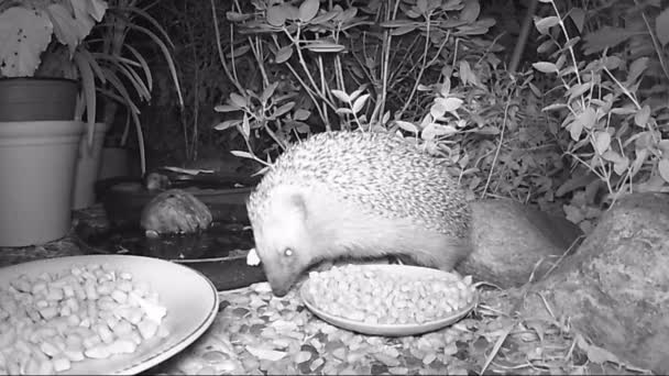 ヨーロッパハリネズミ夜時間の間に庭で猫の餌を給餌 — ストック動画