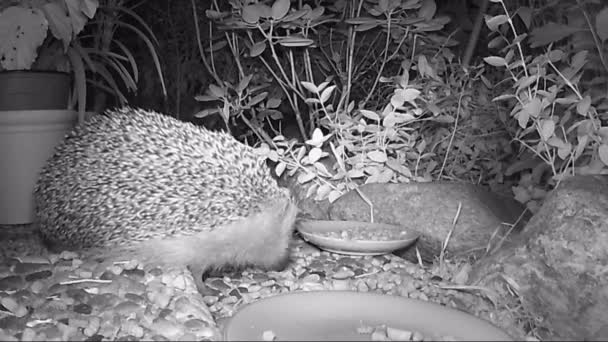ヨーロッパハリネズミ夜時間の間に庭で猫の餌を給餌 — ストック動画
