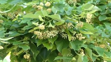 limon ağacı çiçeği bahar (Tilia içinde)