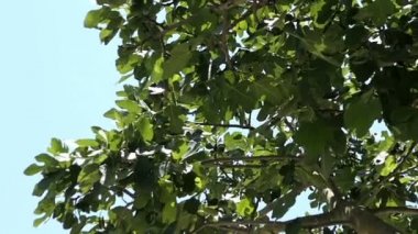 Mavi gökyüzü karşı ortak incir ağacı (Ficus carica)