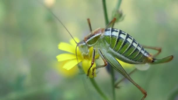 Green Camouflage Grasshopper Corfu Greece — Stock Video