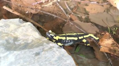 Yangın semender (Salamandra salamandra) yüzme ve yaprakları Dortebachtal Valley Almanya üzerinden tarama. Moselle Vadisi.