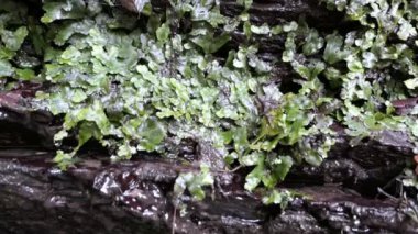 Şelale Dorte Stream Dortebachtal Valley, Moselle Nehri. (Almanya). Moselle parçası rive Rhineland-Palatinate'deki / daki yol.
