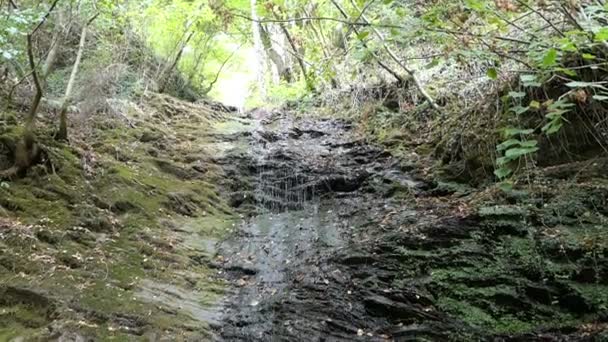 Cascada Del Arroyo Dorte Valle Dortebachtal Río Mosela Alemania Parte — Vídeo de stock