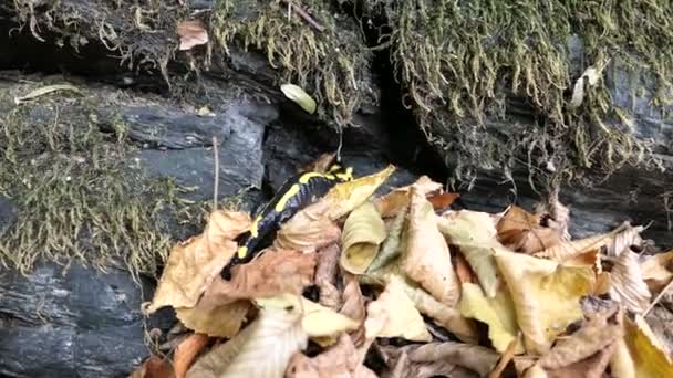 Salamandre Flamboyante Salamandra Salamandra Nageant Rampant Travers Les Feuilles Dans — Video