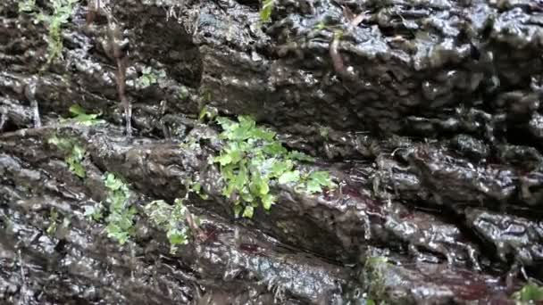 Cachoeira Córrego Dorte Vale Dortebachtal Rio Moselle Alemanha Parte Caminho — Vídeo de Stock