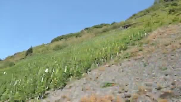 モーゼル川 ドイツ でぶどう畑に沿って運転 モーゼル渓谷の農業 — ストック動画