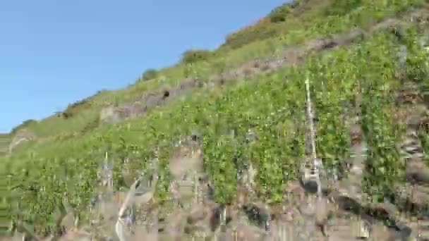 Guida Lungo Vigneto Fiume Mosella Germania Mosel Valle Agricoltura — Video Stock