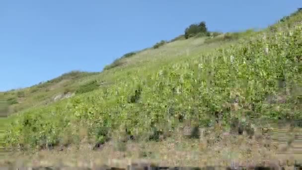 Vezetés Mentén Dűlő Mosel Folyó Németország Mosel Völgye Mezőgazdaság — Stock videók