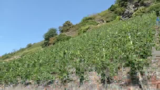 Kör Längs Vingård Vid Floden Mosel Tyskland Mosel Dalen Jordbruk — Stockvideo