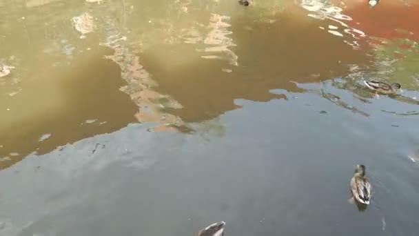 Mallard Ducks Looking Food Leuk River Saarburg Germany — Stock Video