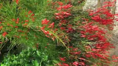 Fountainbush bitki (Russelia equisetiformi). olarak da bilinen fountainbush, fişek fabrikası, mercan bitki, mercan Çeşmesi ve coralblow. tropikal ve subtropikal bitki bahçeleri.