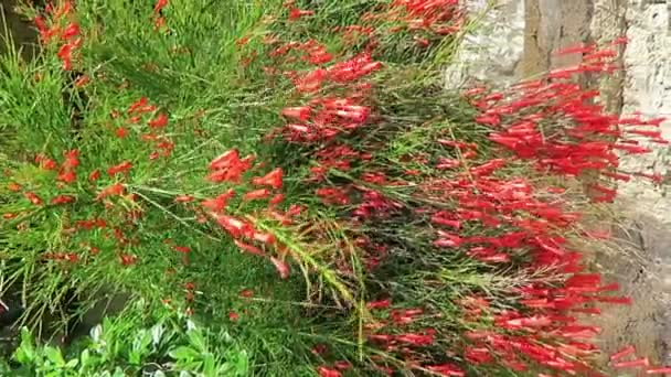 Fountainbush Plant Russelia Equisetiformi Also Known Fountainbush Firecracker Plant Coral — Stock Video