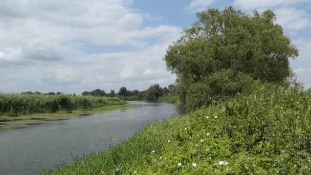 哈维尔河风景在夏天时间在 Havelland 勃兰登堡德国 柳树长河 — 图库视频影像