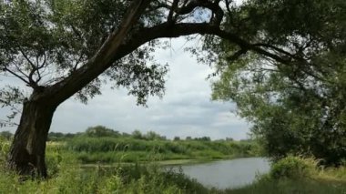Havel Nehri manzara Havelland (Brandenburg Almanya) yaz döneminde. Söğüt ağaçları nehir uzun.