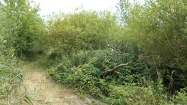 Kunduz lodge Havel Nehri (Brandenburg, Almanya) adlı üstte yeşil bitkiler ile kaplı
